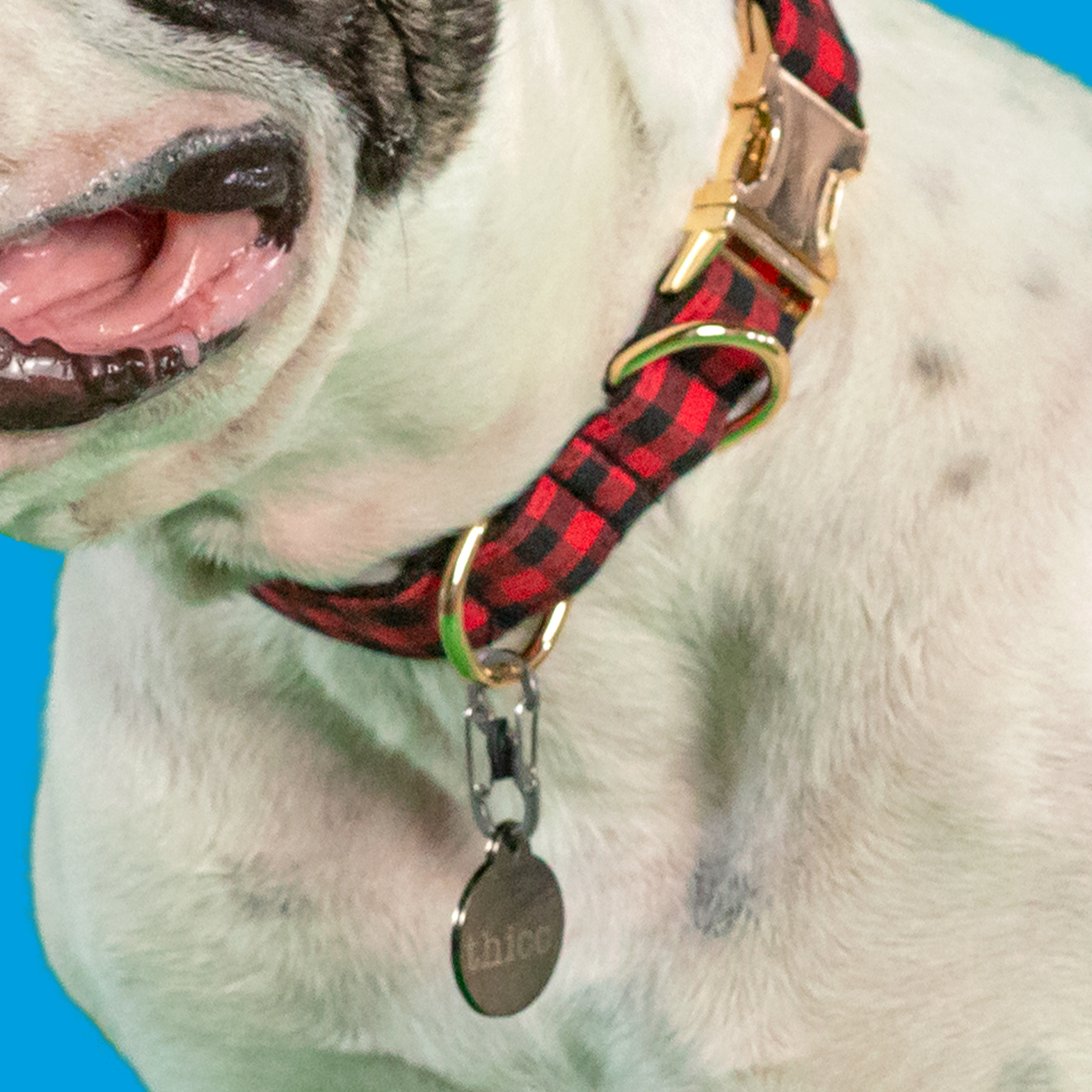 Dog collars with 2 d outlet rings