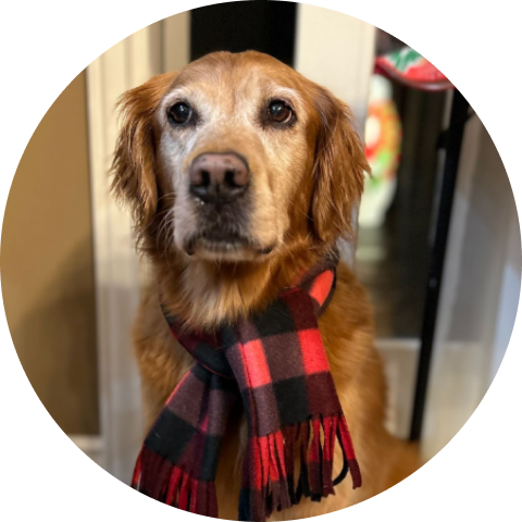 A dog wearing a scarf