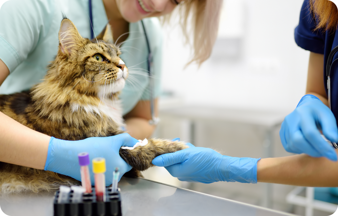 A veterinarian and an assistant examine a cat.