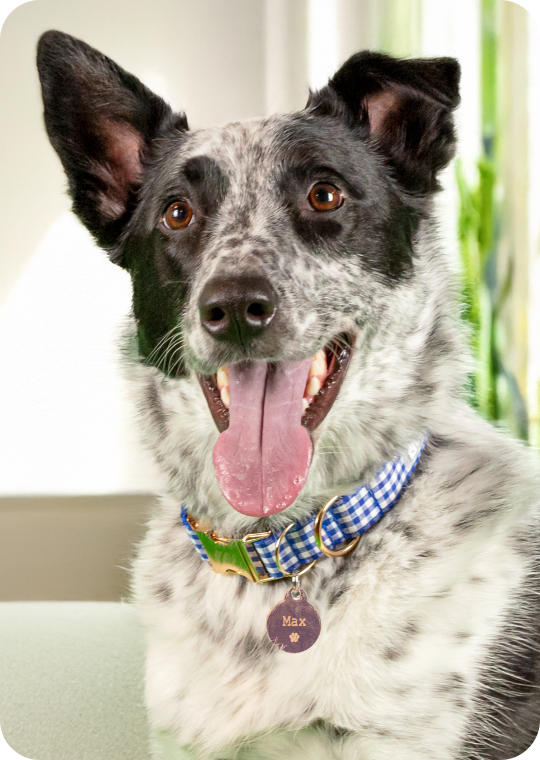 A dog wearing a collar with a tag displaying their name: Max.