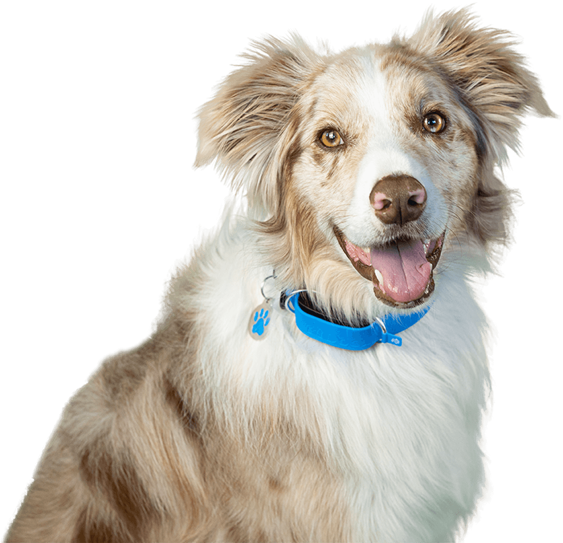 A dog wearing a Smart Tracker on its collar.