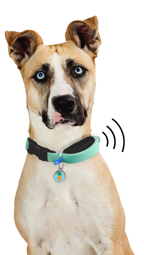 A dog wearing a collar with a smart tracker device.