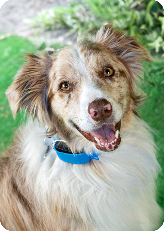 A dog wearing a smart tracker device on a blue-collar.