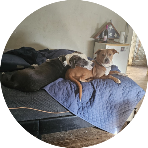 Two dogs on a bed