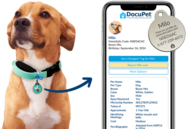 A collection of items for ensuring your dog will be returned if they are lost: A smart tracker, a dog tag and a pet identification card.