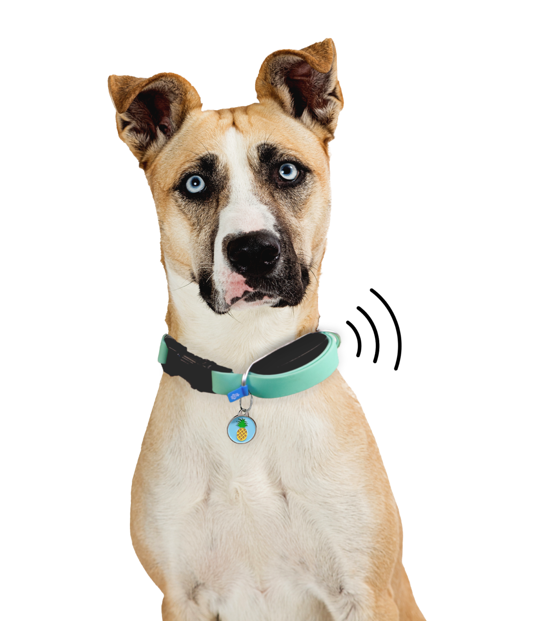 A dog wearing a collar with a smart tracker device.