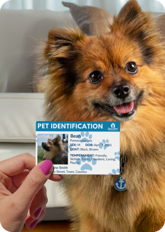 A pet identification card is shown with the pet. The card contains the pet's name and other important information.